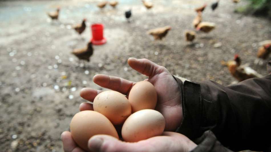 2020 deutlich mehr Bio-Eier produziert - Zunahme auch bei Bodenhaltung