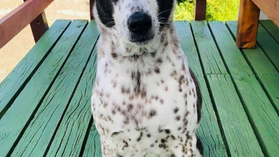 Australisches Paar will Hund mit Privatjet von Neuseeland nach Australien holen