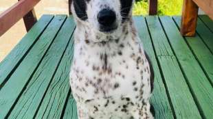 Australisches Paar will Hund mit Privatjet von Neuseeland nach Australien holen