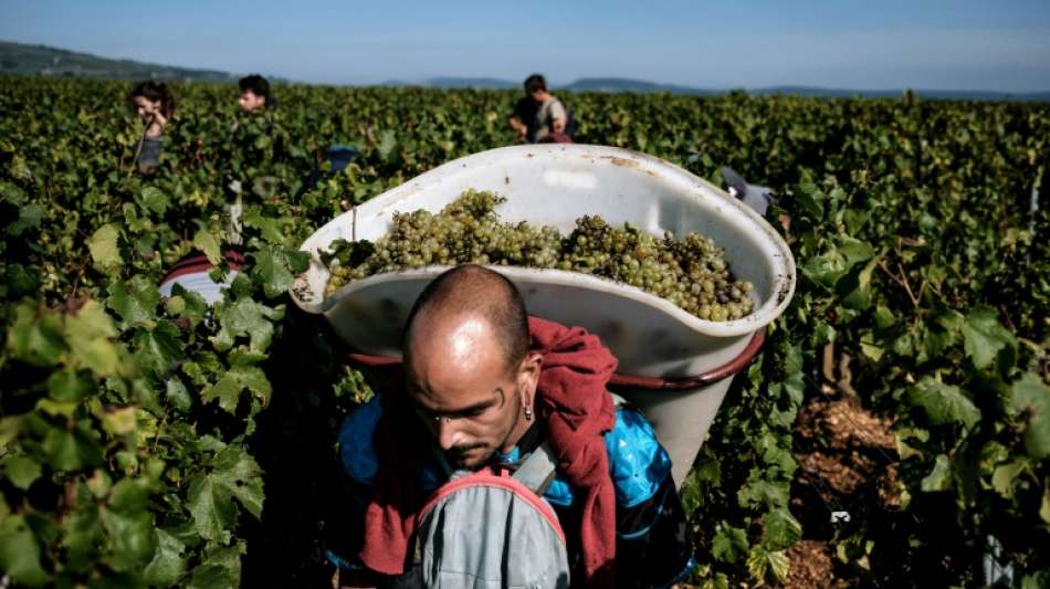 Winzer im Burgund bef&uuml;rchten schlechte Ernte