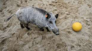 Weiterer Brandenburger Landkreis von Schweinepest betroffen