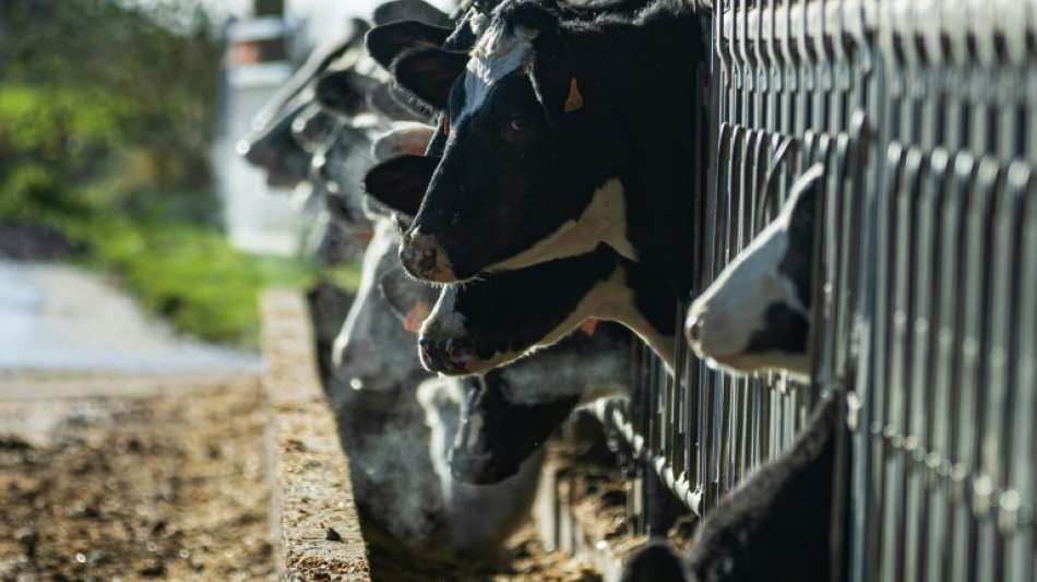 Studie: Emissionen der gro&szlig;en europ&auml;ischen Fleisch- und Milchkonzerne steigen 