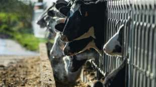Studie: Europ&auml;ische Fleisch- und Milchkonzerne sto&szlig;en immer mehr Treibhausgase aus
