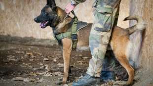 Franz&ouml;sischer Milit&auml;rhund Leuk posthum f&uuml;r Tapferkeit ausgezeichnet