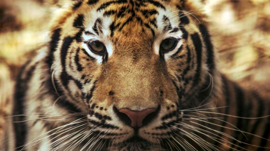 WWF fordert besseren Schutz f&uuml;r Tiger