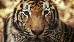 WWF fordert besseren Schutz f&uuml;r Tiger