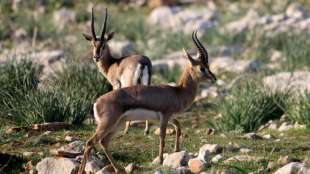 Studie: Menschlicher Eingriff in Natur zwingt Tiere zu immer weiteren Wanderungen