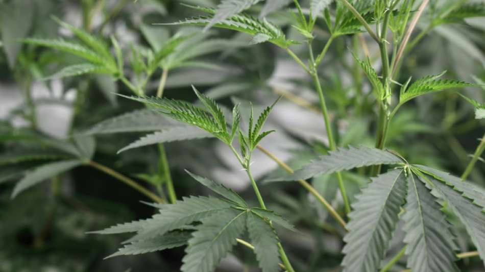 Bundesstaat New York legalisiert Cannabis-Konsum