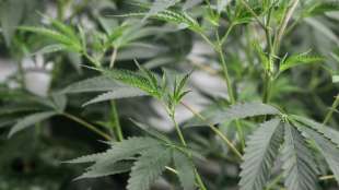 Bundesstaat New York legalisiert Cannabis-Konsum