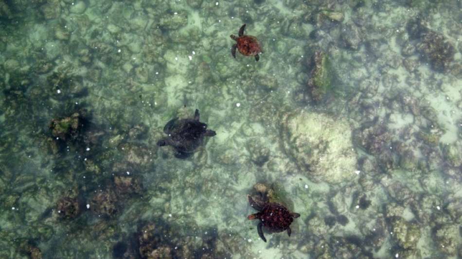 Karliczek fordert internationale Anstrengungen zum Schutz der Meere