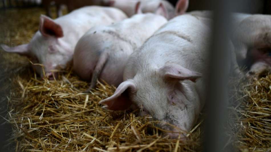 Greenpeace: Herstellung tierischer Lebensmittel umweltsch&auml;dlicher als angenommen