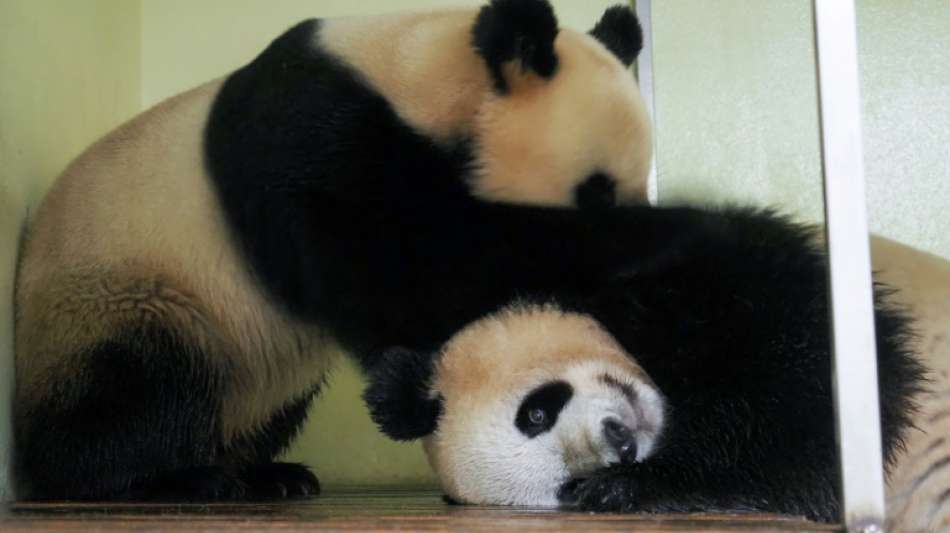 Gegl&uuml;ckter Liebesakt von Panda-Paar in franz&ouml;sischem Zoo weckt Hoffnung auf Nachwuchs
