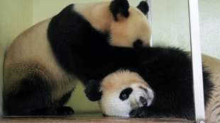 Gegl&uuml;ckter Liebesakt von Panda-Paar in franz&ouml;sischem Zoo weckt Hoffnung auf Nachwuchs