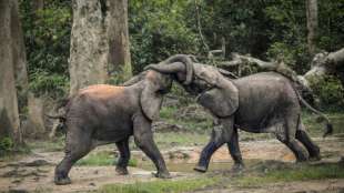 IUCN: Afrikanische Waldelefanten akut vom Aussterben bedroht