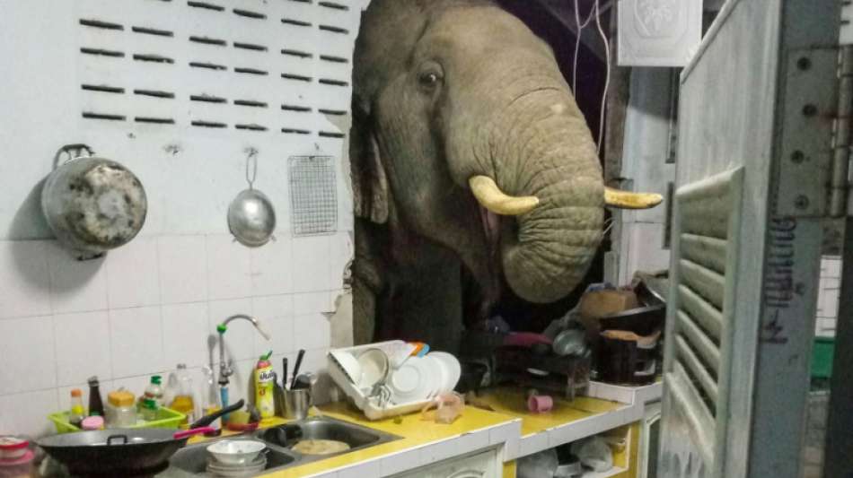 Elefant sucht in K&uuml;che von thail&auml;ndischer Familie nach Futter