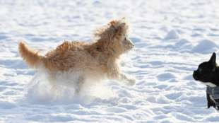 St&auml;dte und Gemeinden verbuchen 2020 Rekordeinnahmen bei Hundesteuer