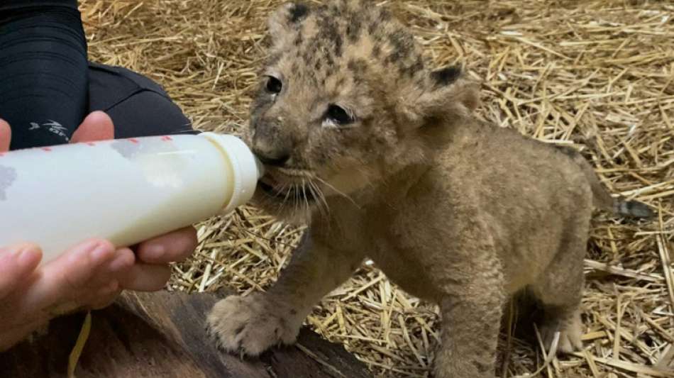 Singapurs Zoo meldet L&ouml;wen-Nachwuchs nach k&uuml;nstlicher Befruchtung