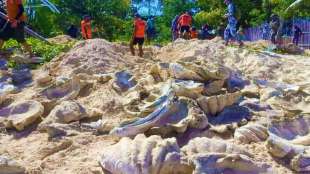 Mehr als 300 illegal gesammelte Riesenmuscheln in Philippinen beschlagnahmt