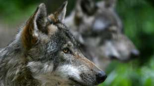 Wanderer trauen sich in Ostsachsen wegen Wolfsgeheul nicht zur&uuml;ck zum Auto