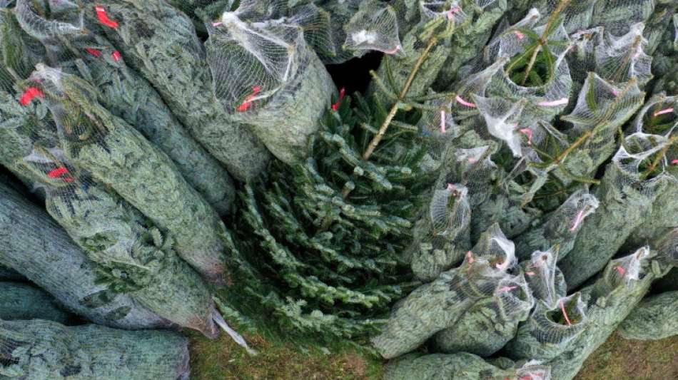Preise f&uuml;r Weihnachtsb&auml;ume sollen weitgehend konstant bleiben