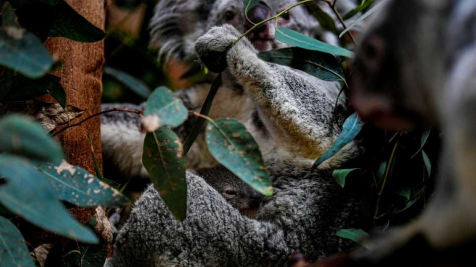 Australische Forscher testen Gesichtserkennung f&uuml;r Koalas
