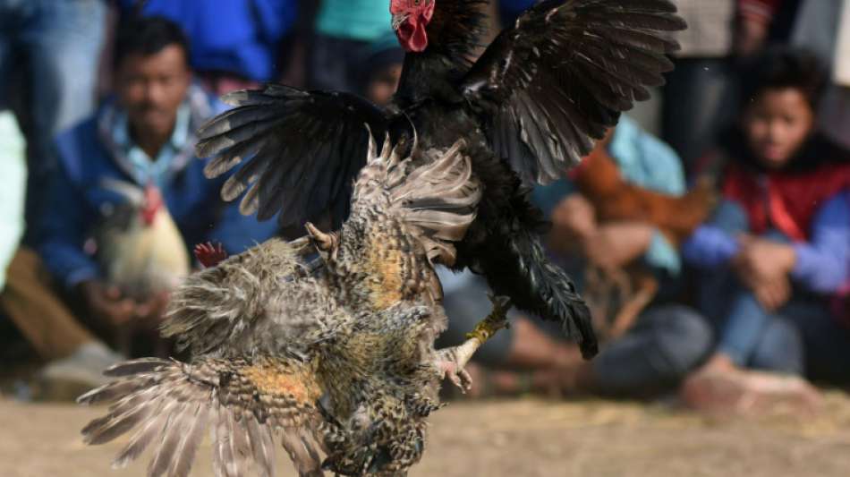 Hahn t&ouml;tet bei illegalem Kampf in Indien seinen Besitzer
