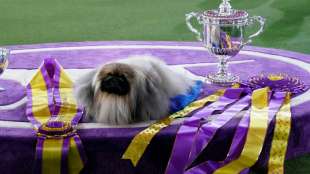 Pekinese Wasabi holt Titel bei Westminster-Hundeschau