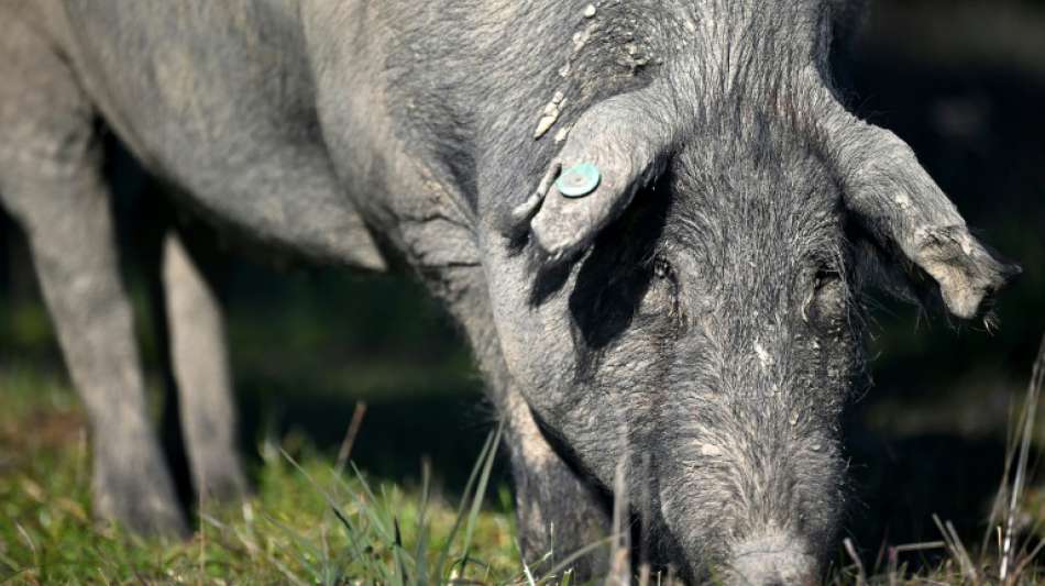 M&auml;nner grillen in Keller von Bremer Wohnhaus zwei ganze Schweine