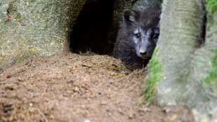 Feuerwehr befreit ersch&ouml;pftes Fuchsbaby aus Garten in D&uuml;sseldorf