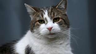 Vermisste Katze in Niedersachsen aus sechs Meter tiefem Schornstein gerettet