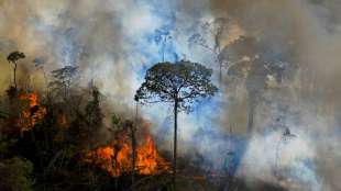 Bolsonaro: Illegale Abholzung des Regenwalds soll bis 2030 beendet werden