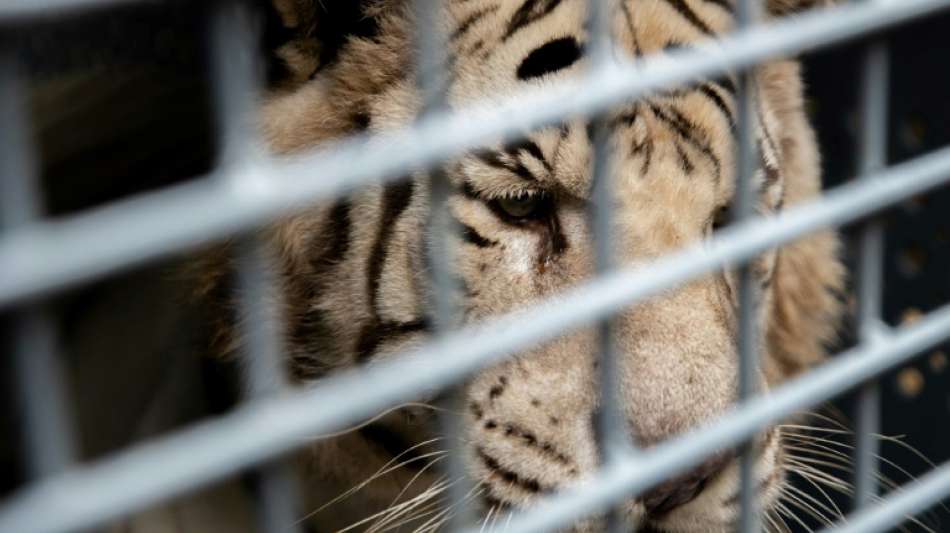 Zwei K&ouml;nigstiger ziehen von Argentinien in die USA um