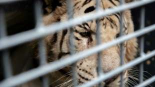 Zwei K&ouml;nigstiger ziehen von Argentinien in die USA um