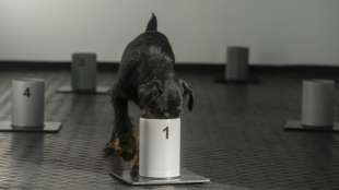 In tschechischem Ort nahe Deutschland werden Corona-Sp&uuml;rhunde ausgebildet