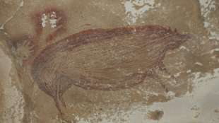 &Auml;lteste H&ouml;hlenmalerei der Welt in Indonesien entdeckt