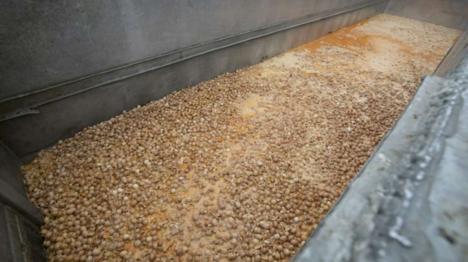 Verantwortliche f&uuml;r Fipronil-Skandal in Belgien vor Gericht