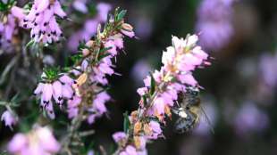 Europ&auml;ischer Gerichtshof entscheidet &uuml;ber Insektizide