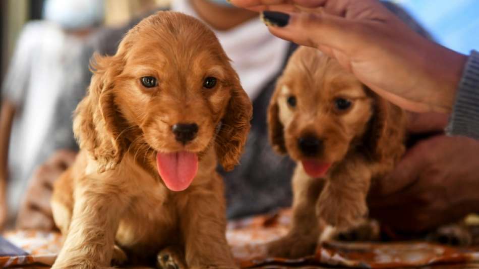 Nicht angemeldeter Tiertransport aus Portugal und Spanien in K&ouml;ln gestoppt