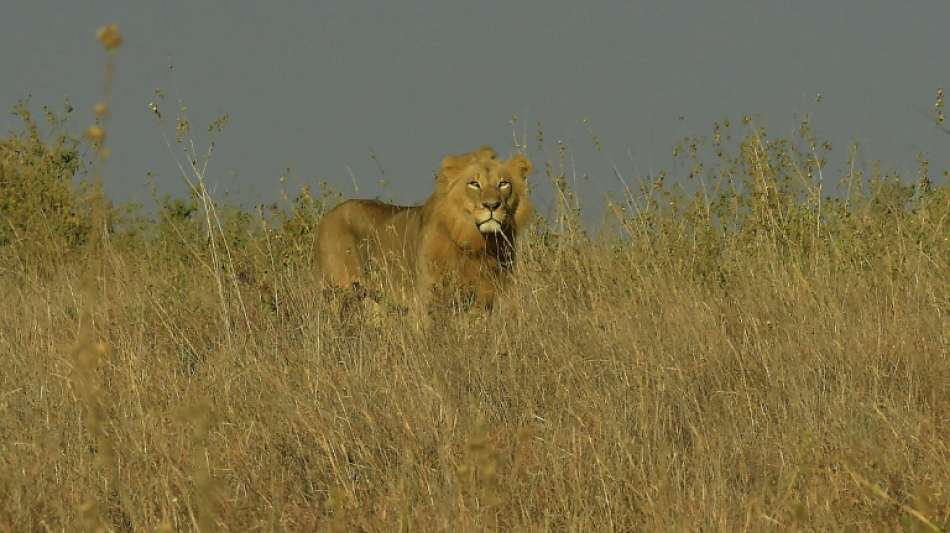 Aus Nationalpark entlaufener L&ouml;we sorgt f&uuml;r Panik in Kenias Hauptstadt