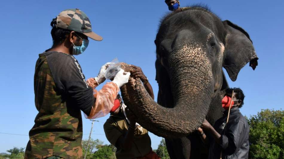 28 Elefanten in Schutzgebiet in Indien auf Corona getestet
