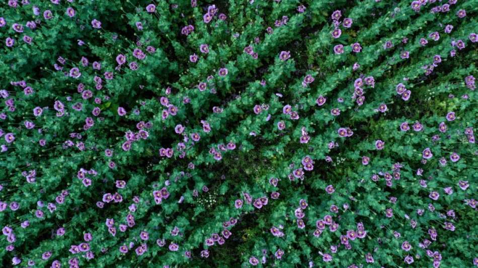 Kl&ouml;ckner k&uuml;ndigt h&ouml;heren Ausgleich f&uuml;r Bauern beim Insektenschutz an