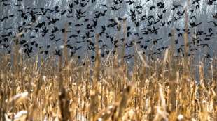 Traditionelle Leimrutenjagd darf versehentlich gefangenen V&ouml;geln keine Sch&auml;den zuf&uuml;gen