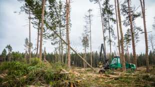 Erzeugerpreise f&uuml;r Rohholz erstmals seit 2014 gestiegen