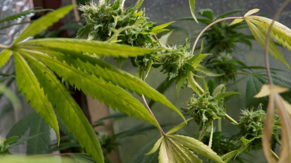Deutlicher Anstieg bei Ausgabe von medizinischem Cannabis in Apotheken
