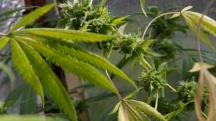 Deutlicher Anstieg bei Ausgabe von medizinischem Cannabis in Apotheken