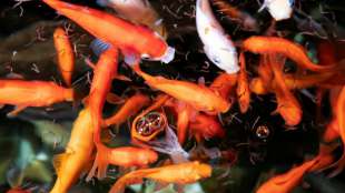 Unbekannte stehlen 200 Goldfische aus Teich in Baden-W&uuml;rttemberg