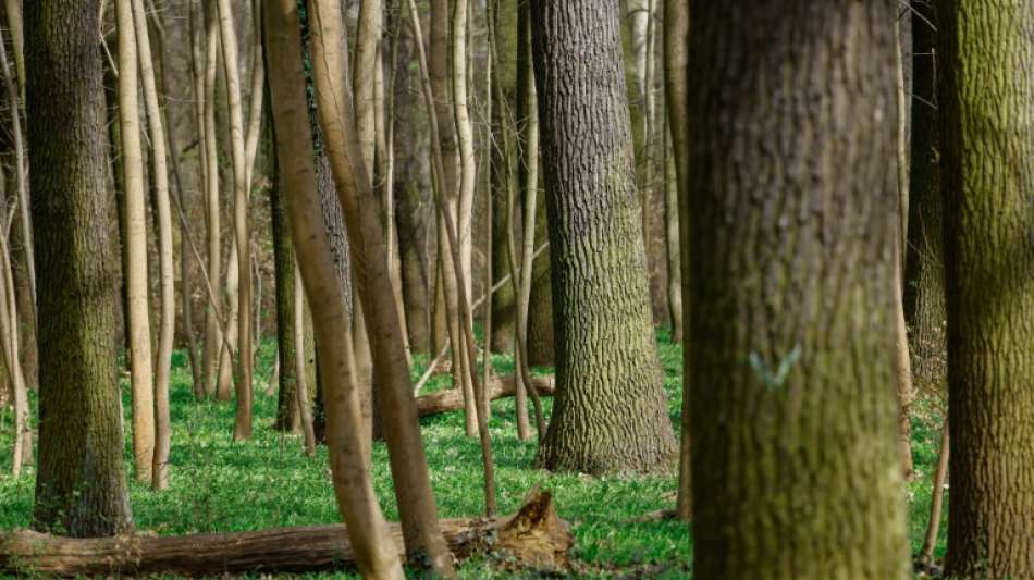 Verbandschef ruft Waldbesitzer zu S&auml;gestreik auf