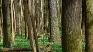 Verbandschef ruft Waldbesitzer zu S&auml;gestreik auf