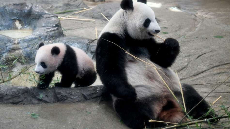 Hoffnung auf Panda-Nachwuchs l&auml;sst B&ouml;rsenkurse in Tokio in die H&ouml;he schie&szlig;en