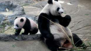 Hoffnung auf Panda-Nachwuchs l&auml;sst B&ouml;rsenkurse in Tokio in die H&ouml;he schie&szlig;en